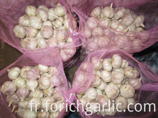 Normal White Garlic